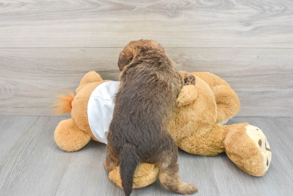 Friendly Mini Labradoodle Baby