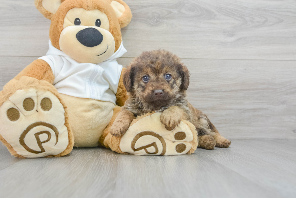 Cute Mini Labradoodle Baby