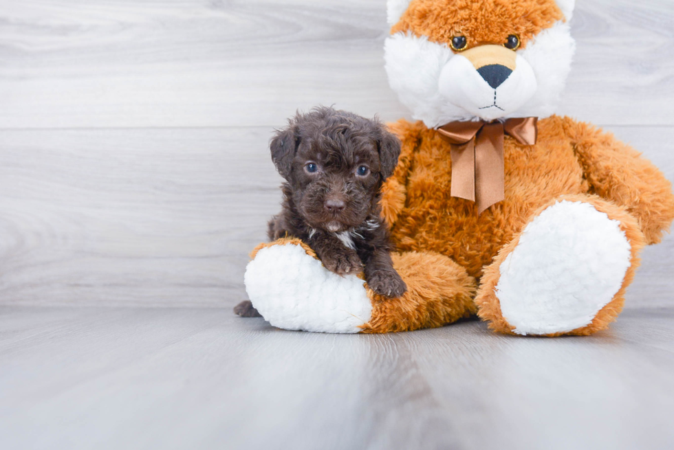 Mini Labradoodle Puppy for Adoption