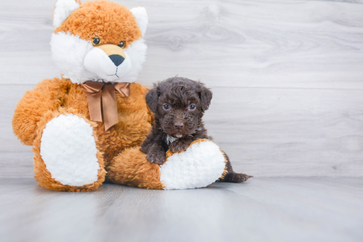 Mini Labradoodle Pup Being Cute