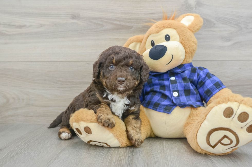 5 week old Mini Labradoodle Puppy For Sale - Premier Pups