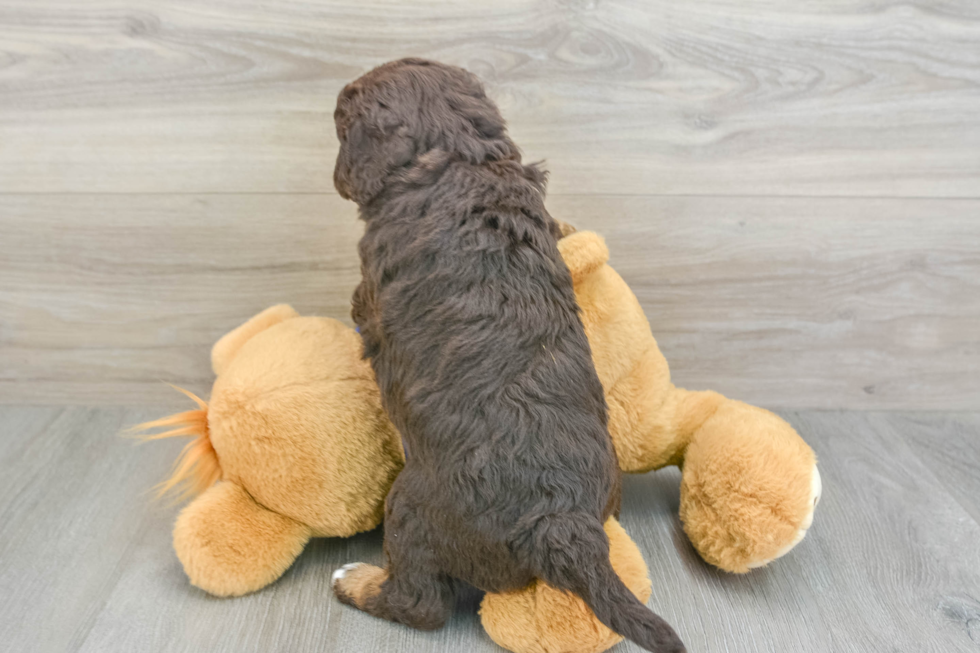 Mini Labradoodle Puppy for Adoption