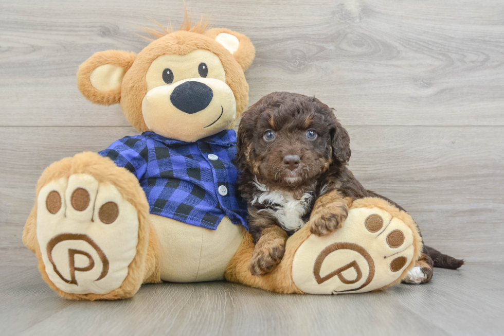 Mini Labradoodle Puppy for Adoption