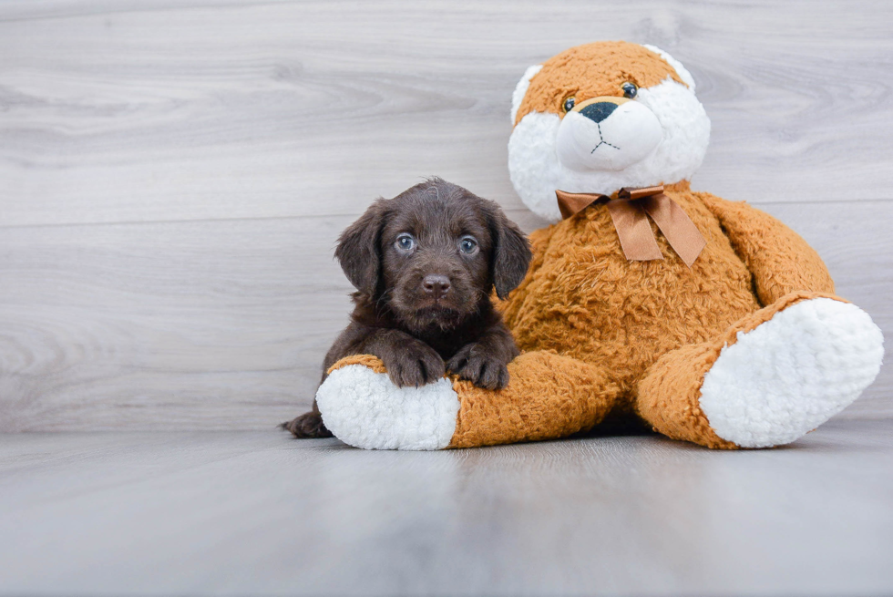 Happy Mini Labradoodle Baby