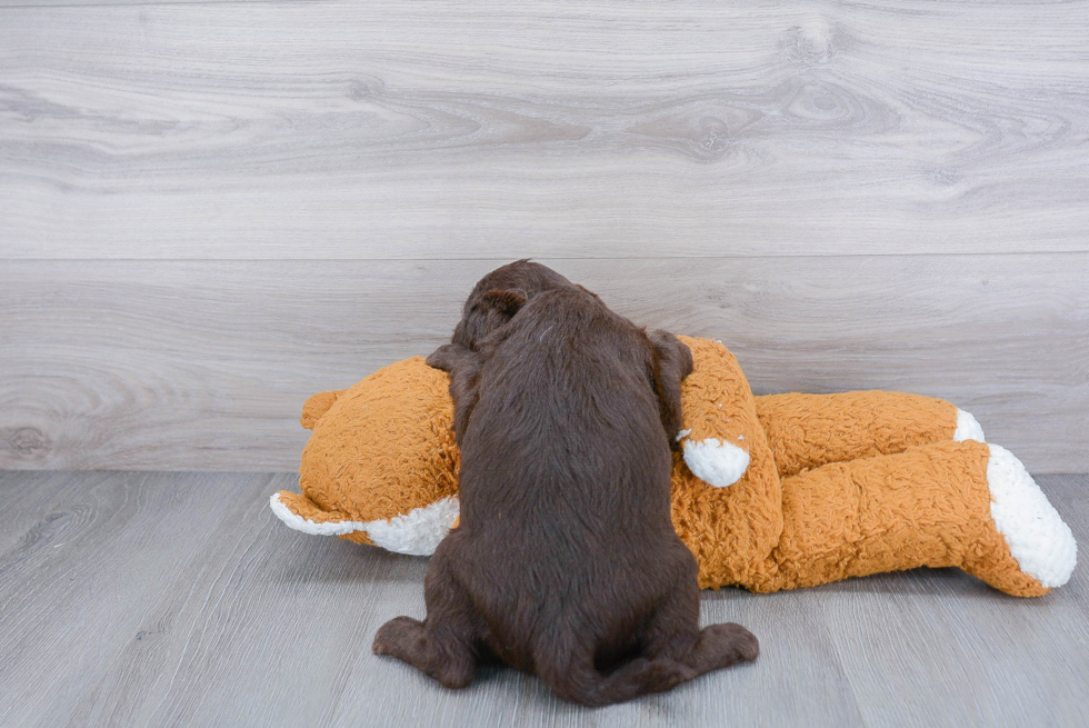 Energetic Labrador Poodle Mix Puppy