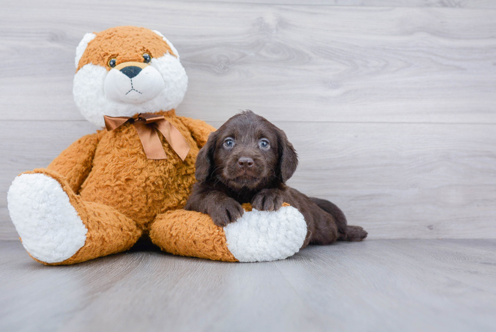 Popular Mini Labradoodle Poodle Mix Pup