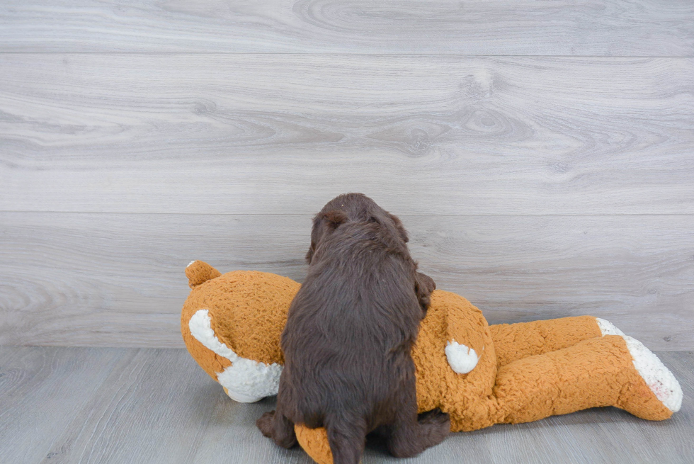 Mini Labradoodle Pup Being Cute