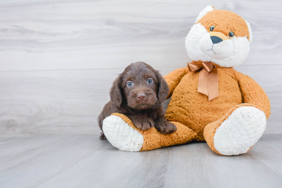 Best Mini Labradoodle Baby