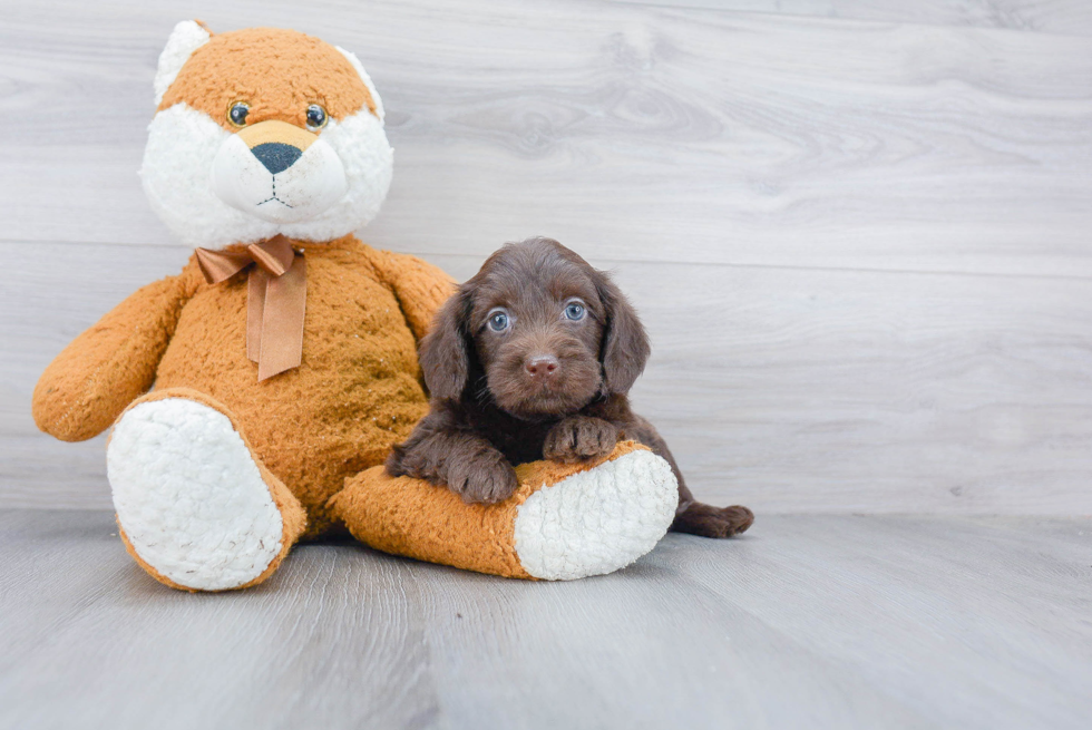 Mini Labradoodle Puppy for Adoption