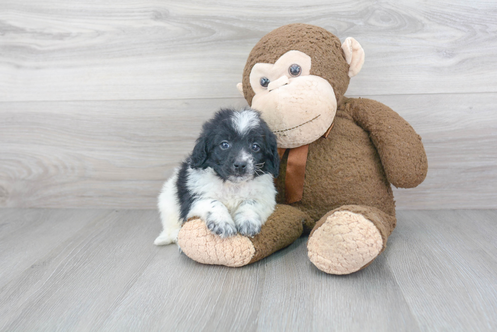 Mini Labradoodle Pup Being Cute