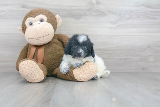 Fluffy Mini Labradoodle Poodle Mix Pup