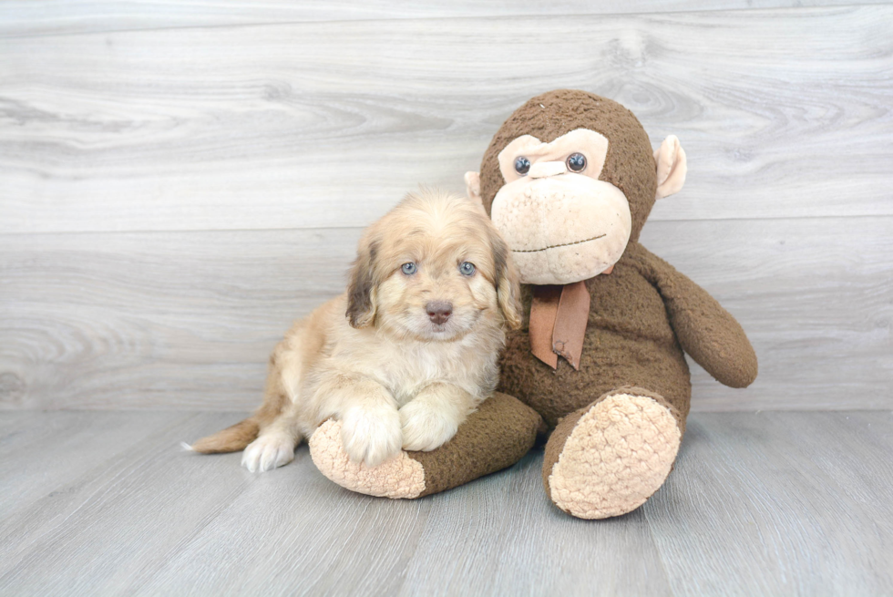 Smart Mini Labradoodle Poodle Mix Pup