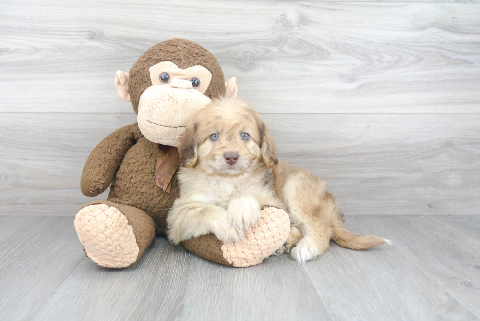 Adorable Labrador Poodle Mix Puppy