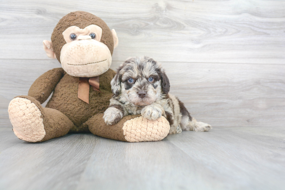 Mini Labradoodle Puppy for Adoption