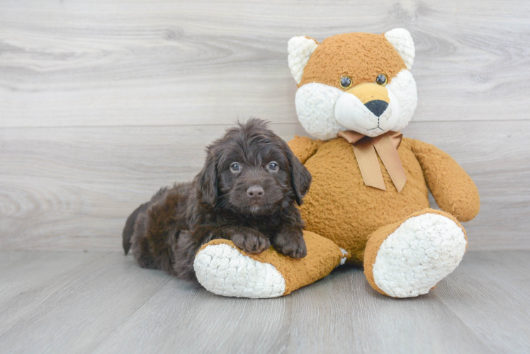 Mini Labradoodle Puppy for Adoption