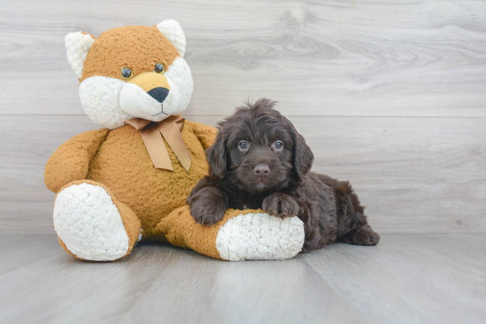 Petite Mini Labradoodle Poodle Mix Pup