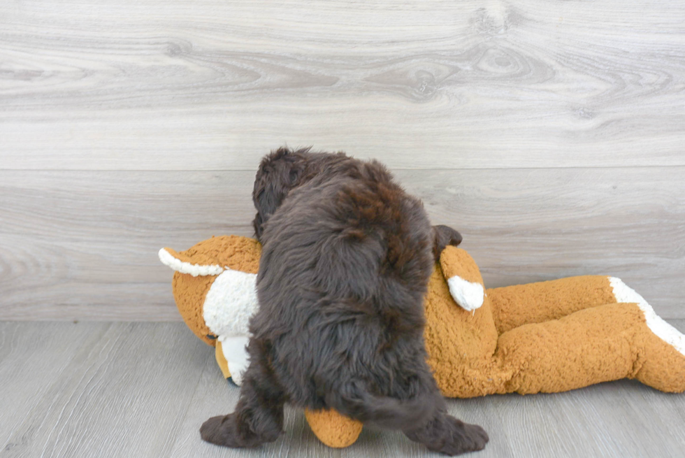 Mini Labradoodle Pup Being Cute