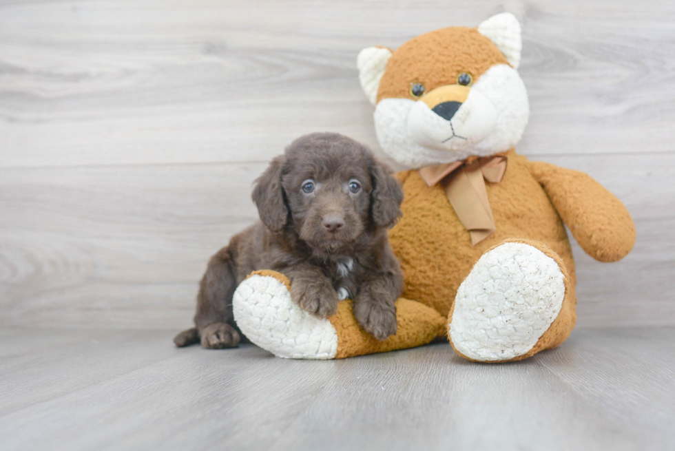 Mini Labradoodle Puppy for Adoption