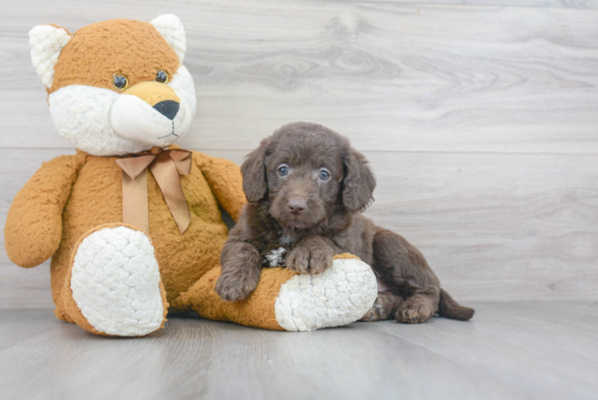 Friendly Mini Labradoodle Baby