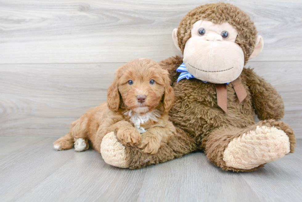 Hypoallergenic Labrador Poodle Mix Puppy