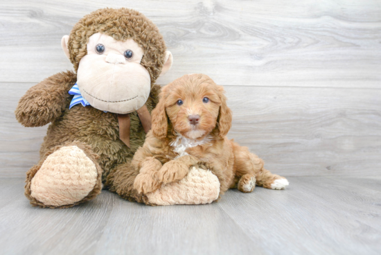 Fluffy Mini Labradoodle Poodle Mix Pup