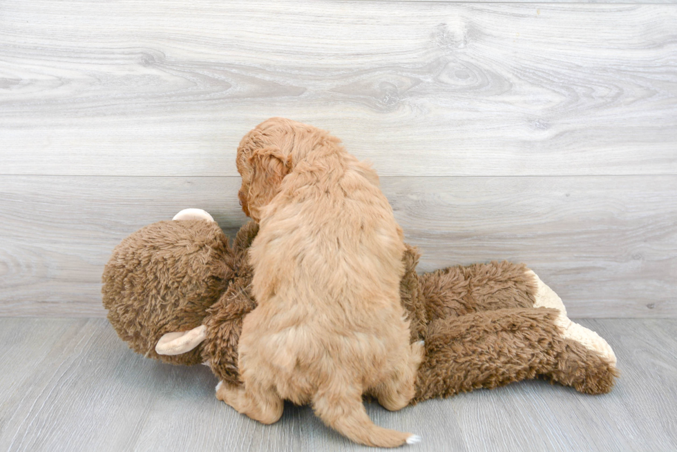 Energetic Labrador Poodle Mix Puppy