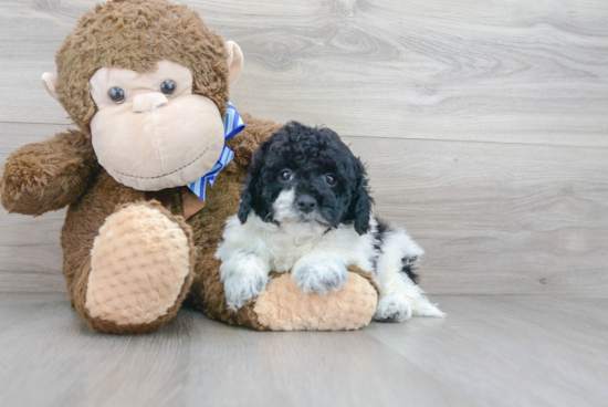 Mini Labradoodle Pup Being Cute