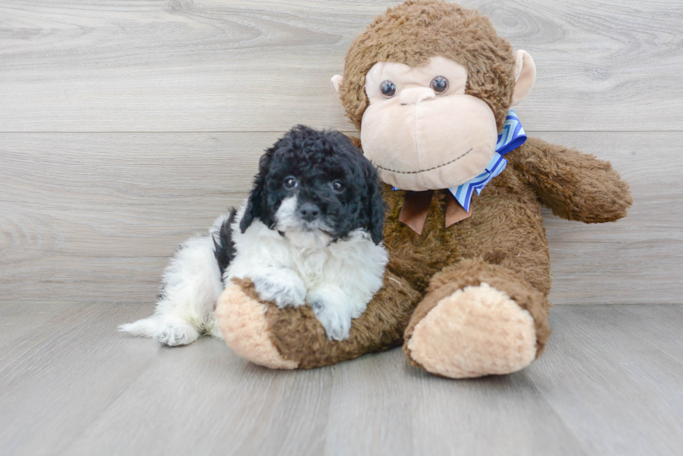 Friendly Mini Labradoodle Baby