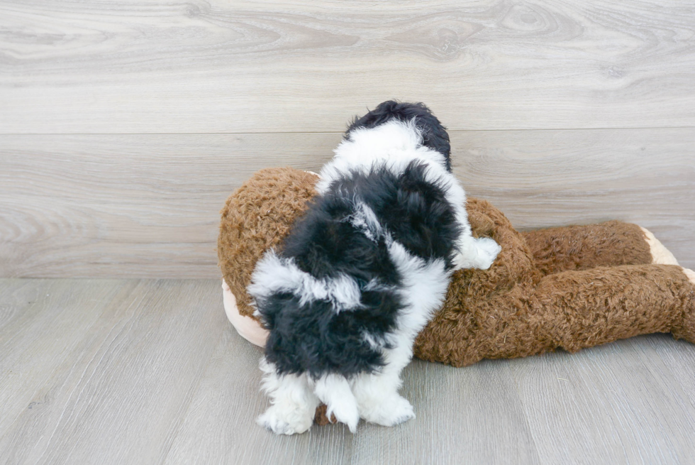 Sweet Mini Labradoodle Baby