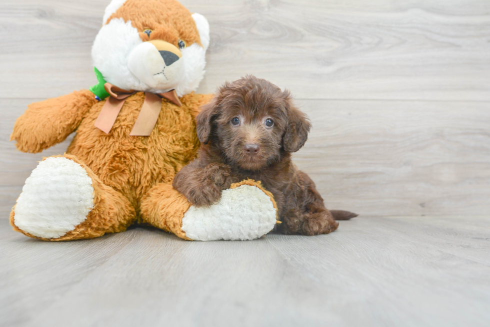 Happy Mini Labradoodle Baby