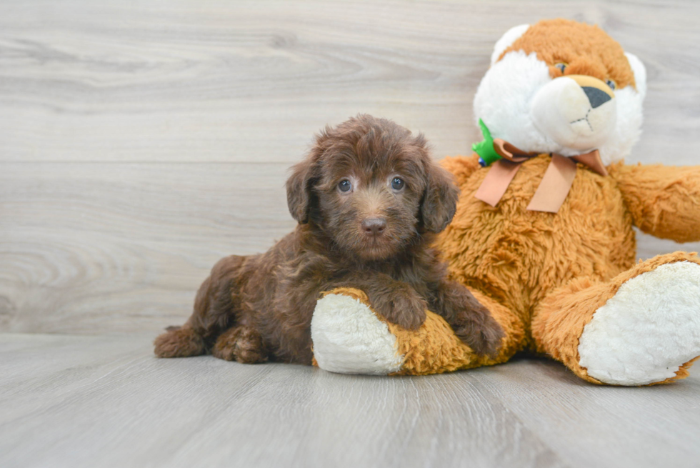 Adorable Labrador Poodle Mix Puppy