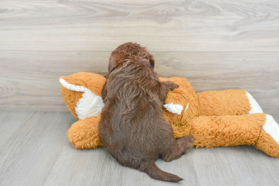 Playful Labrador Poodle Mix Puppy