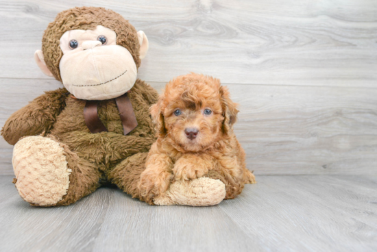 Mini Labradoodle Puppy for Adoption