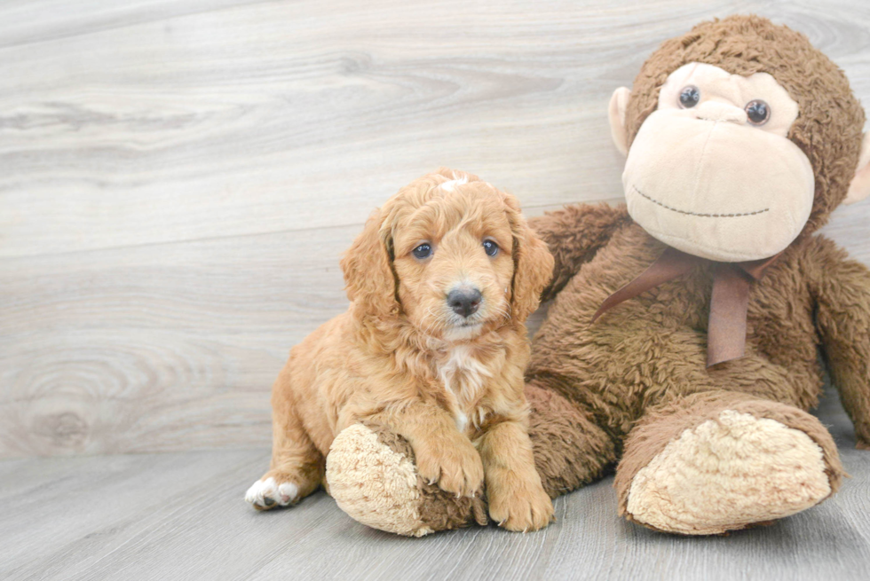 Mini Labradoodle Pup Being Cute