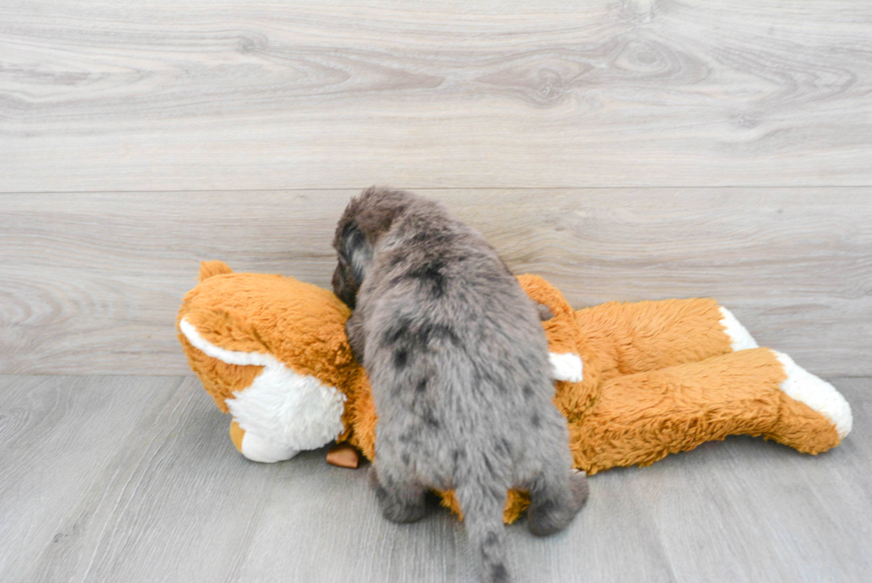 Smart Mini Labradoodle Poodle Mix Pup