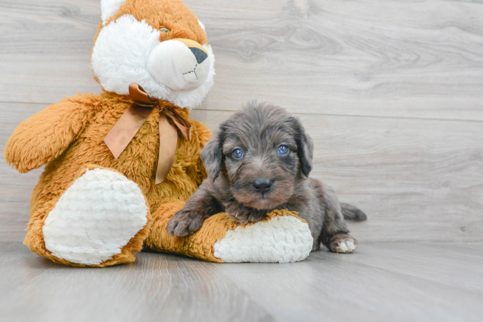Mini Labradoodle Pup Being Cute