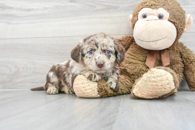 Small Mini Labradoodle Baby