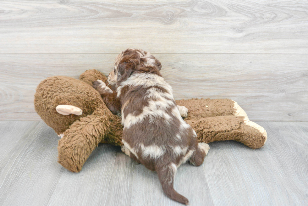 Mini Labradoodle Pup Being Cute