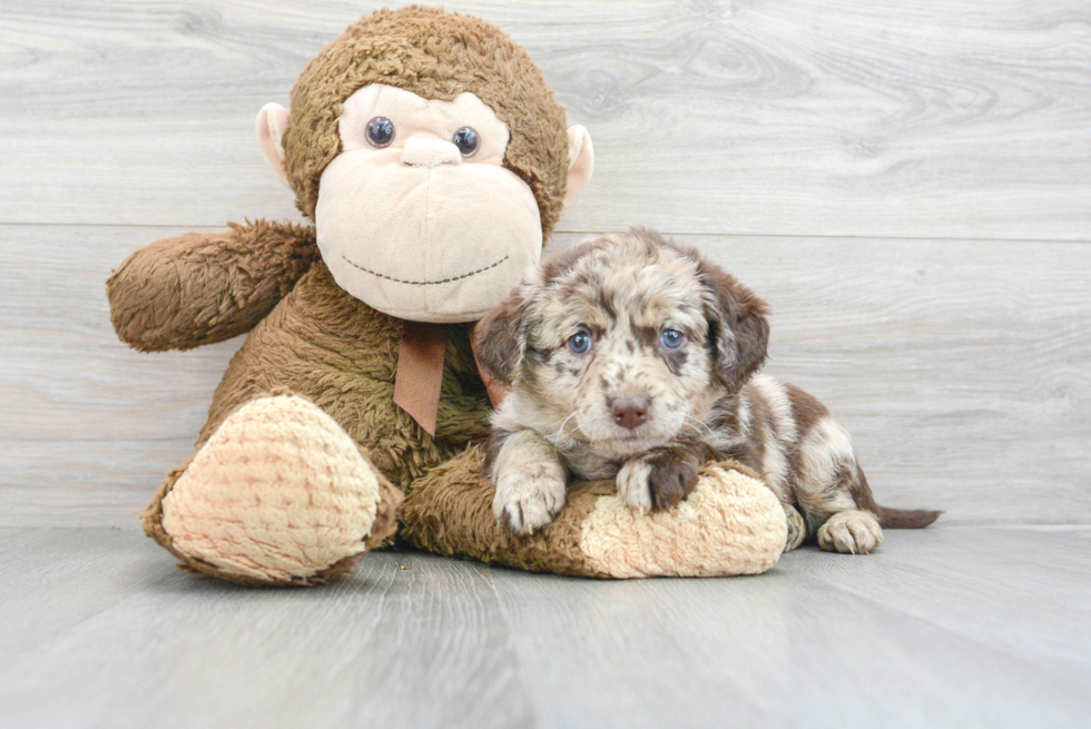 Energetic Labrador Poodle Mix Puppy