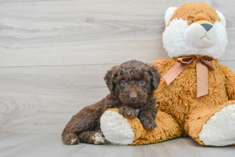 Small Mini Labradoodle Baby