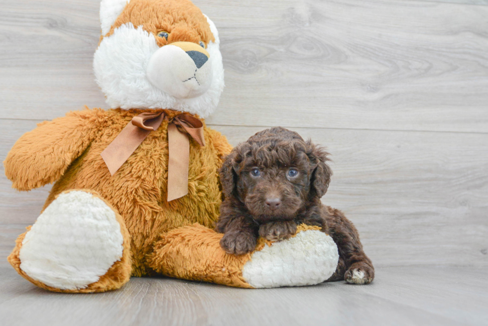 Mini Labradoodle Pup Being Cute