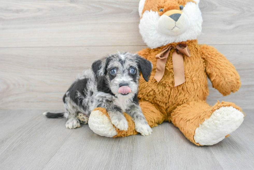 Cute Mini Labradoodle Baby