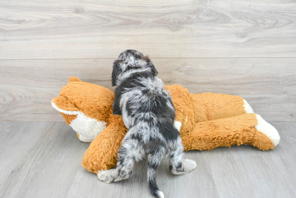 Popular Mini Labradoodle Poodle Mix Pup