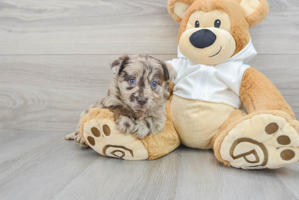 Mini Labradoodle Puppy for Adoption