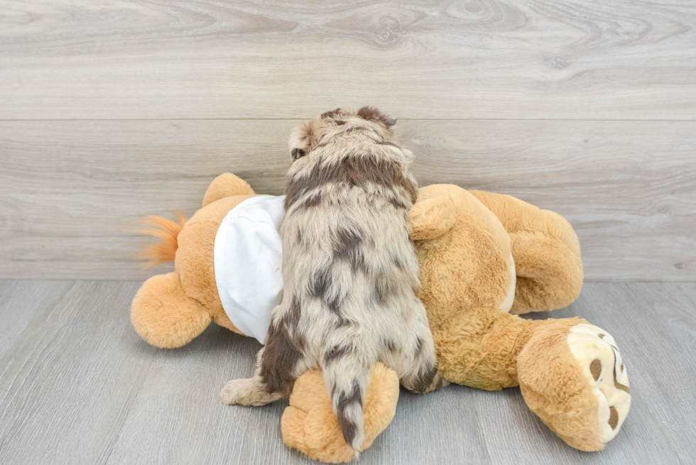 Best Mini Labradoodle Baby