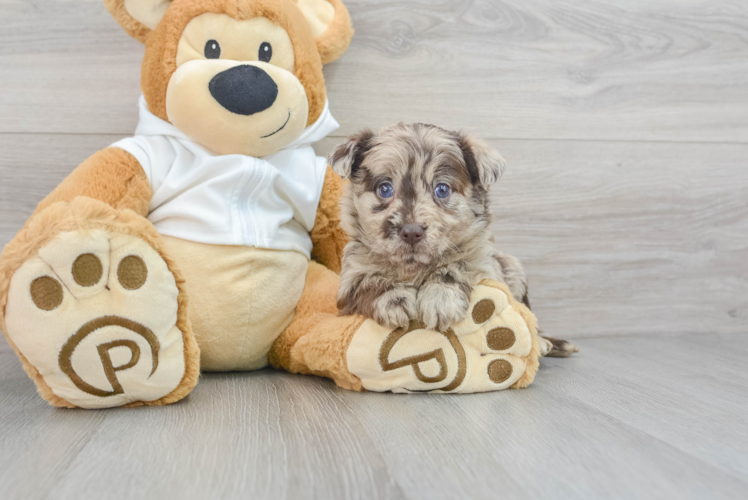 Happy Mini Labradoodle Baby