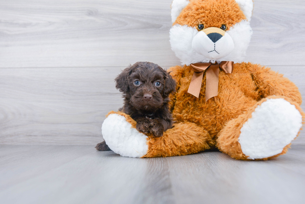 Funny Mini Labradoodle Poodle Mix Pup