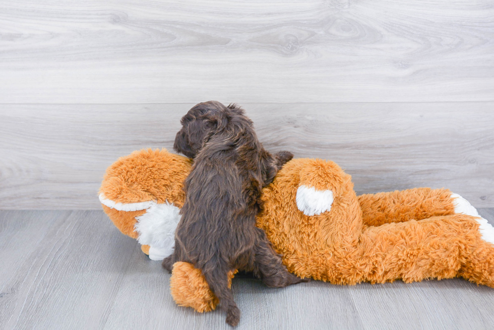 Adorable Labrador Poodle Mix Puppy