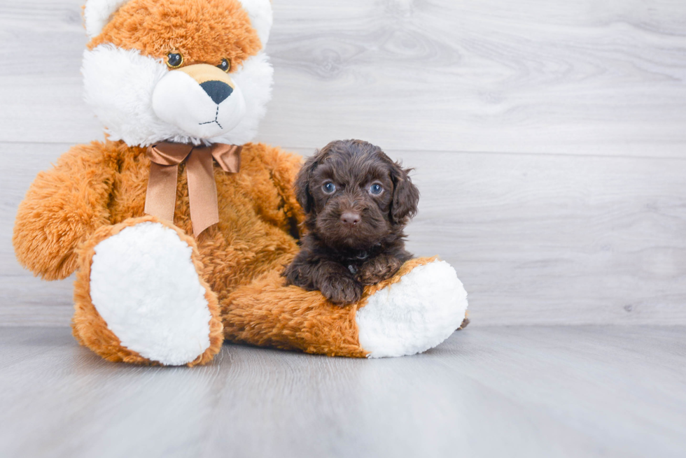 Mini Labradoodle Pup Being Cute