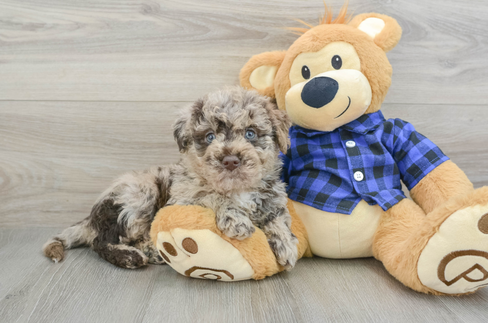 5 week old Mini Labradoodle Puppy For Sale - Premier Pups